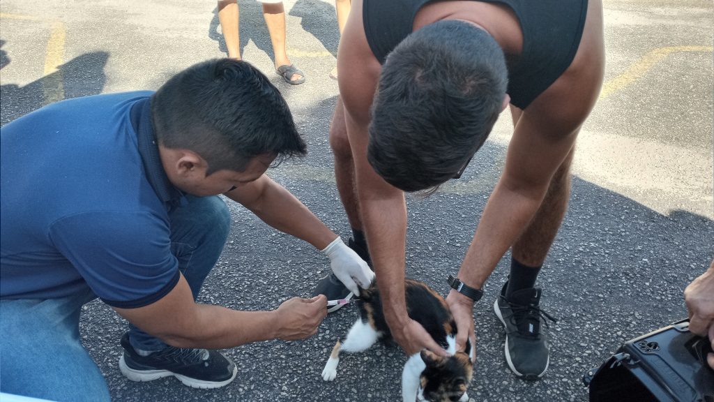 Público veranista aproveitar para vacina cães e gatos, durante programação de Cãominhada.